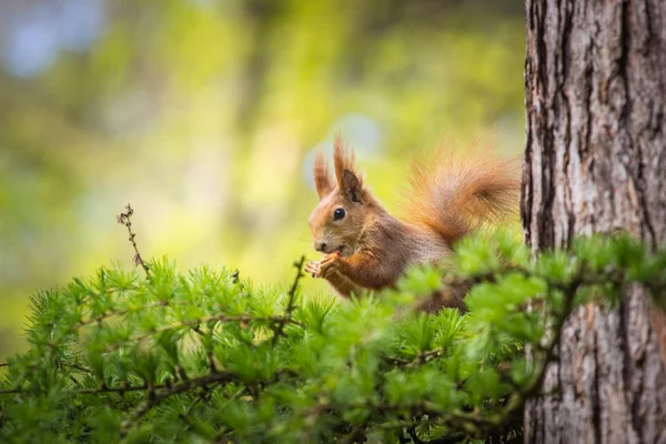 Eichhörnchen Der Natur — Stockfoto