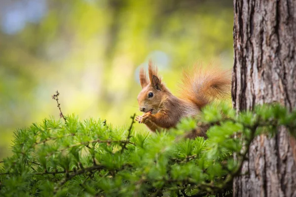 Ardilla Naturaleza — Foto de Stock