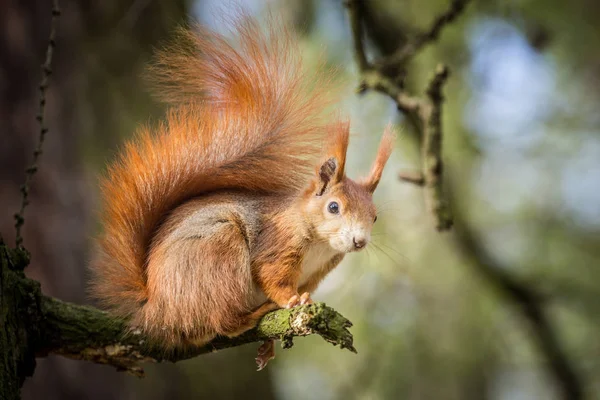 Écureuil Dans Nature — Photo