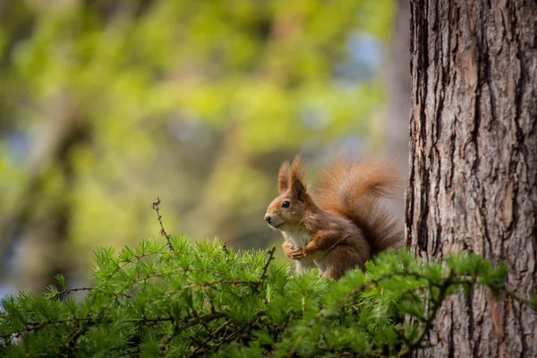 Squirrel Nature — Stock Photo, Image
