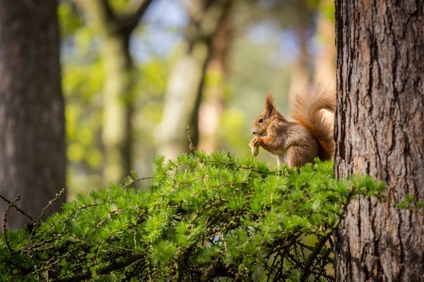 Écureuil Dans Nature — Photo