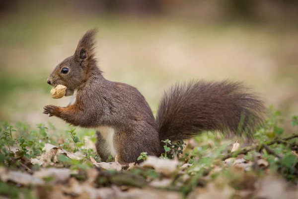 Ekorre Naturen — Stockfoto