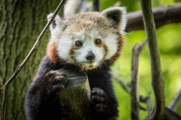 Rosso Panda Allo Zoo — Foto Stock