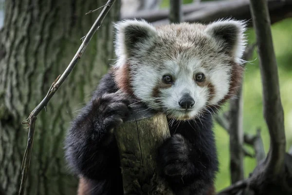 Panda Czerwony Zoo — Zdjęcie stockowe