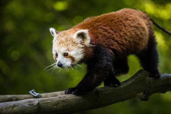 Panda Rood Dierentuin — Stockfoto