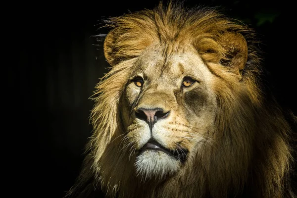 動物の王のライオン — ストック写真