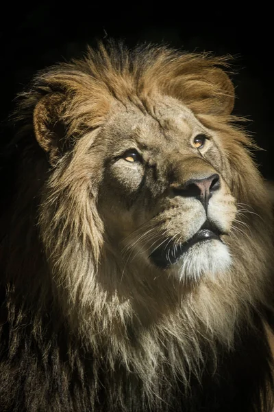 Löwe Des Königs Tieren — Stockfoto