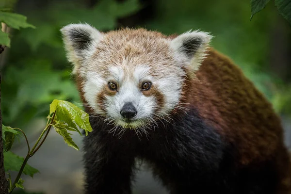 Rosso Panda Allo Zoo — Foto Stock