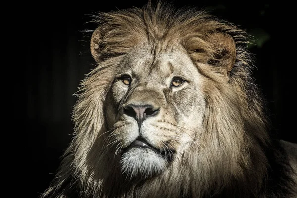 Lev Krále Zvířatech — Stock fotografie