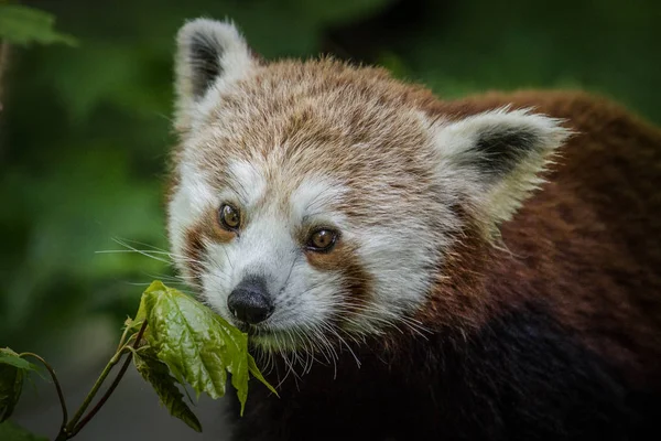 Panda Vörös Állatkertben — Stock Fotó