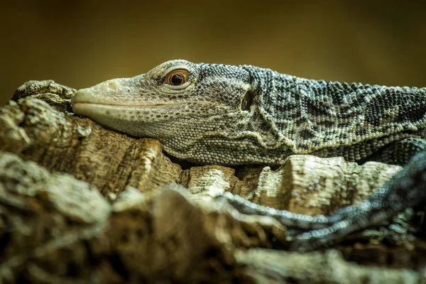 Emerald Monitor Allo Zoo — Foto Stock