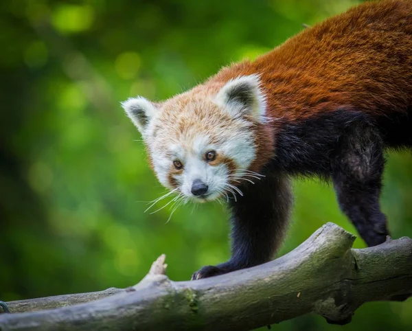 Panda Vörös Állatkertben — Stock Fotó