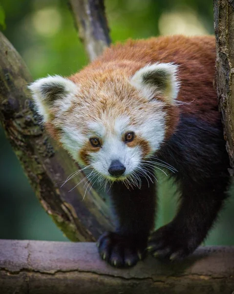 Panda Vörös Állatkertben — Stock Fotó