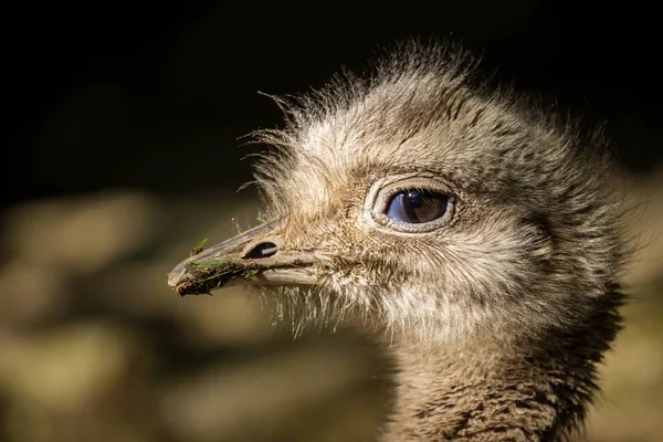 Strauß Emu Zoo — Stockfoto