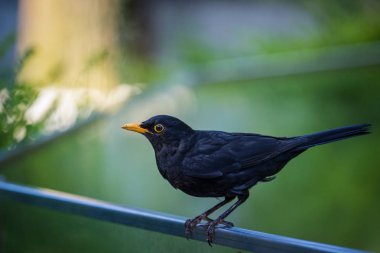 hayvanat bahçesinde blackbird siyah 