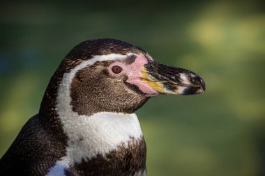 Humboldt pengueni Hayvanat Bahçesi 