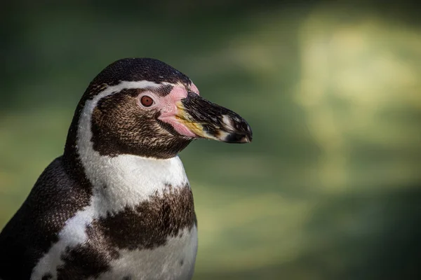 Humboldt Pinguïn Dierentuin — Stockfoto