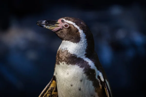 Pingüino Humboldt Zoológico —  Fotos de Stock