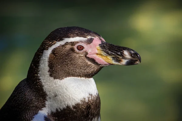 Pingüino Humboldt Zoológico — Foto de Stock