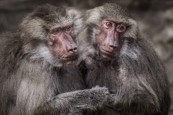 Babbuino Hamadryas Allo Zoo — Foto Stock