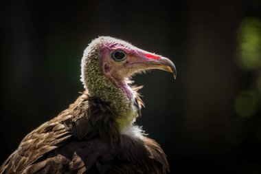 Doğada Mısır akbaba portresi