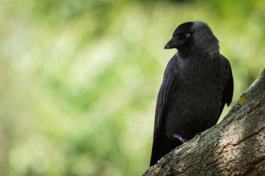 Ağaçüzerinde Ortak Jackdaw