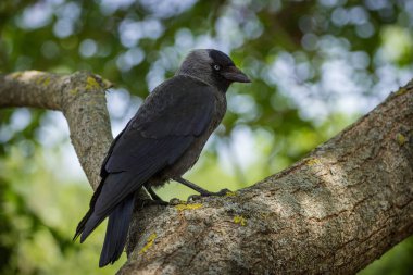 Ağaçüzerinde Ortak Jackdaw