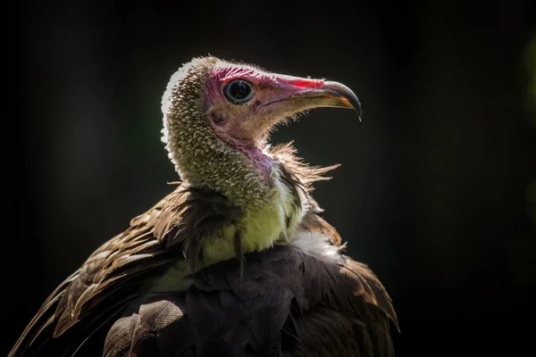 Ritratto Avvoltoio Egiziano Nella Natura — Foto Stock