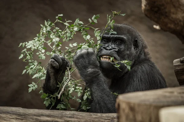 Gorilla Mangiare Allo Zoo — Foto Stock