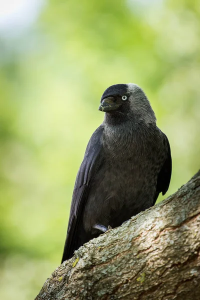 Jackdaw Comum Árvore — Fotografia de Stock