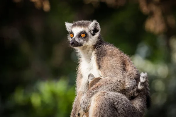 Hayvanat Bahçesinde Lemur Kata — Stok fotoğraf