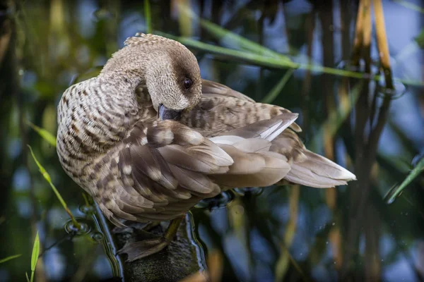 Ente Tierpark — Stockfoto