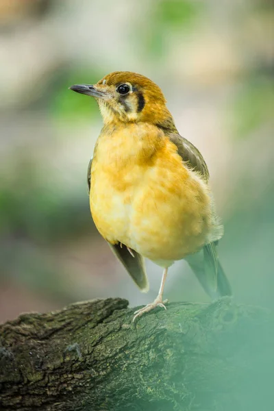 yellow bird in the zoo