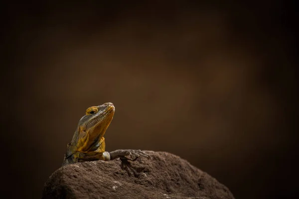 Lagarto Parque Zoológico — Fotografia de Stock