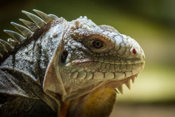 Camaleão Lagarto Grande Zoológico — Fotografia de Stock