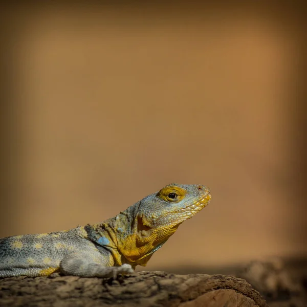 Jaszczurka Parku Zoo — Zdjęcie stockowe