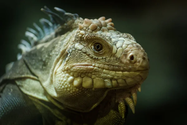 Camaleão Lagarto Grande Zoológico — Fotografia de Stock