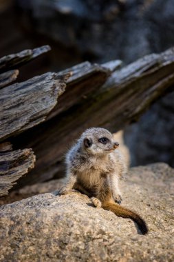 Hayvanat bahçesinde mirket 