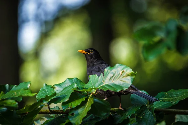 Mirlo Negro Naturaleza — Foto de Stock