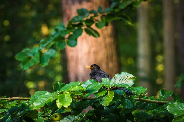 Merle Noir Dans Nature — Photo