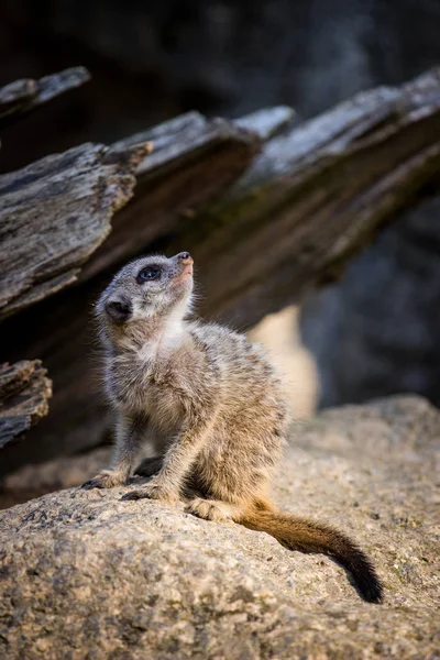 Meerkat Στο Ζωολογικό Κήπο — Φωτογραφία Αρχείου