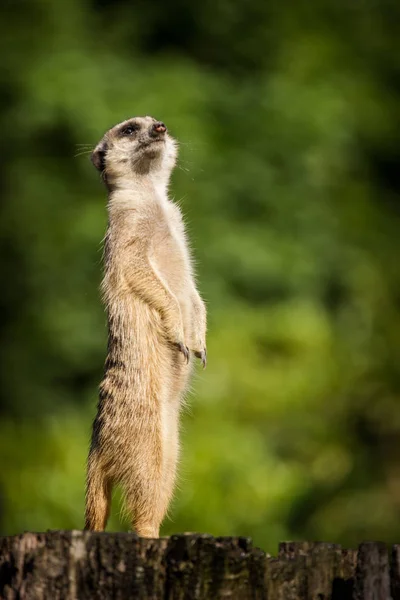 Meerkat Dans Zoo — Photo