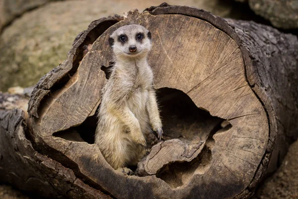 Meerkat Zoo — Stock Photo, Image