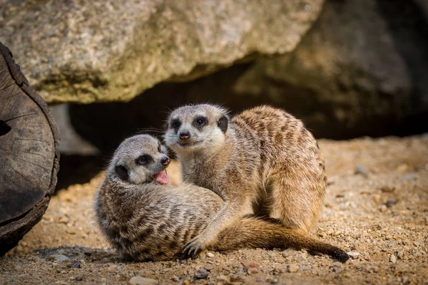 动物园的Meerkat — 图库照片