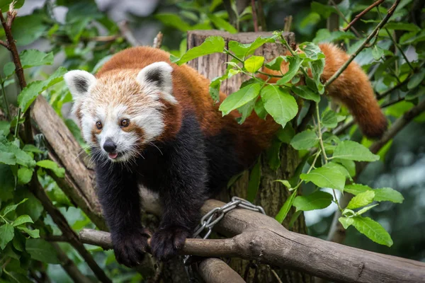 Panda Piros Állatkert Parkban — Stock Fotó