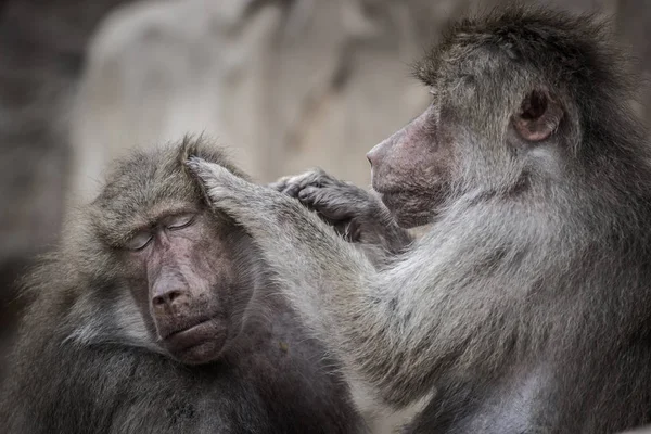 Babbuino Hamadryas Allo Zoo — Foto Stock