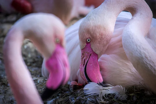 Der Rosa Flamingo Zoo — Stockfoto