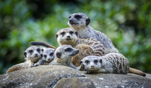 Meerkats Zoo Parken — Stockfoto