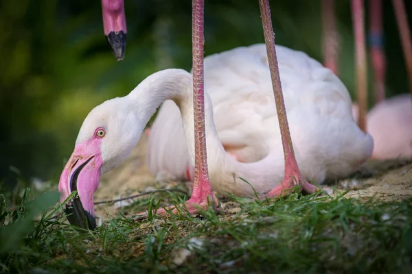 Różowy Flaming Zoo — Zdjęcie stockowe