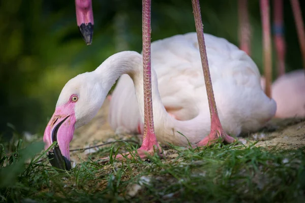 Fenicottero Rosa Allo Zoo — Foto Stock